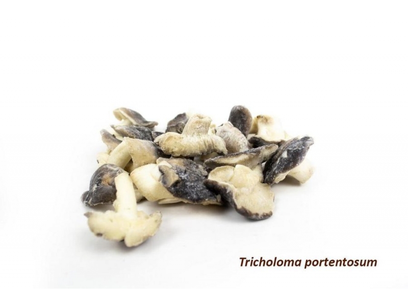 Tricholoma portentosum.jpeg